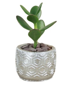 Mini Çiçek Saksı Küçük Sukulent Gümüş Kaktüs Saksısı Altıgen Desenli Model